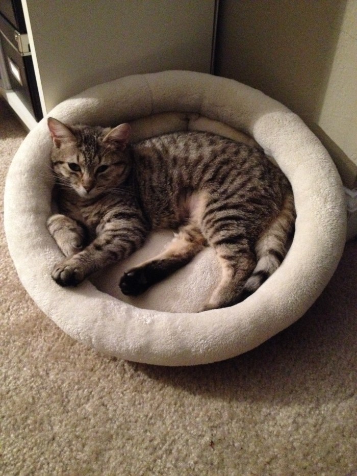 Relaxed and sleepy for once. The best time for interacting with her. 