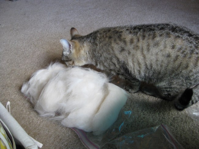 Poppy with Luna fluff