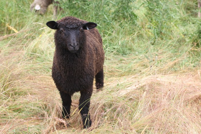 Horizon Heritage Farm