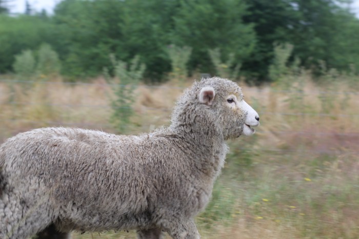Horizon Heritage Farm