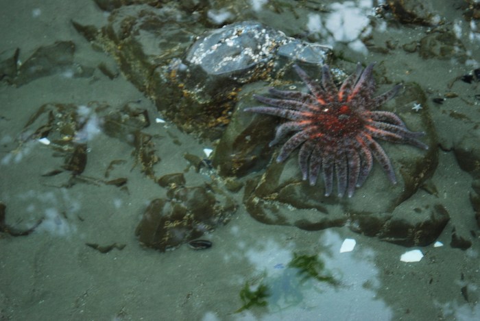 Who knew starfish could have so many arms!?