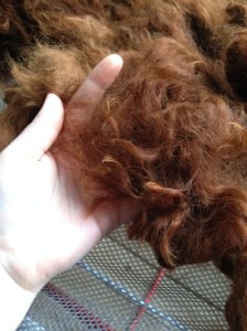 Alpaca Fiber - Lilah June